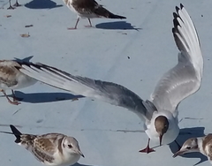 Chroicocephalus ridibundus