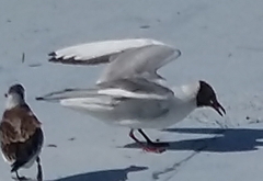 Chroicocephalus ridibundus