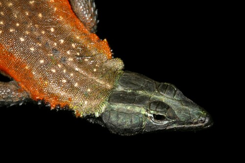 Lebombo Flat Lizard, Platysaurus lebomboensis