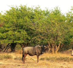 Connochaetes taurinus