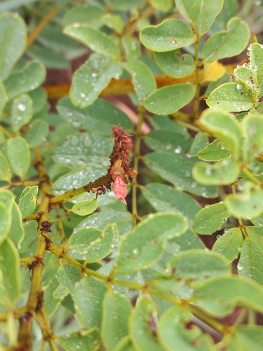 Image of Indigofera homblei by (c) Brian du Preez, some rights reserved (CC BY-SA)