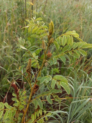 Image of Indigofera homblei by (c) Brian du Preez, some rights reserved (CC BY-SA)