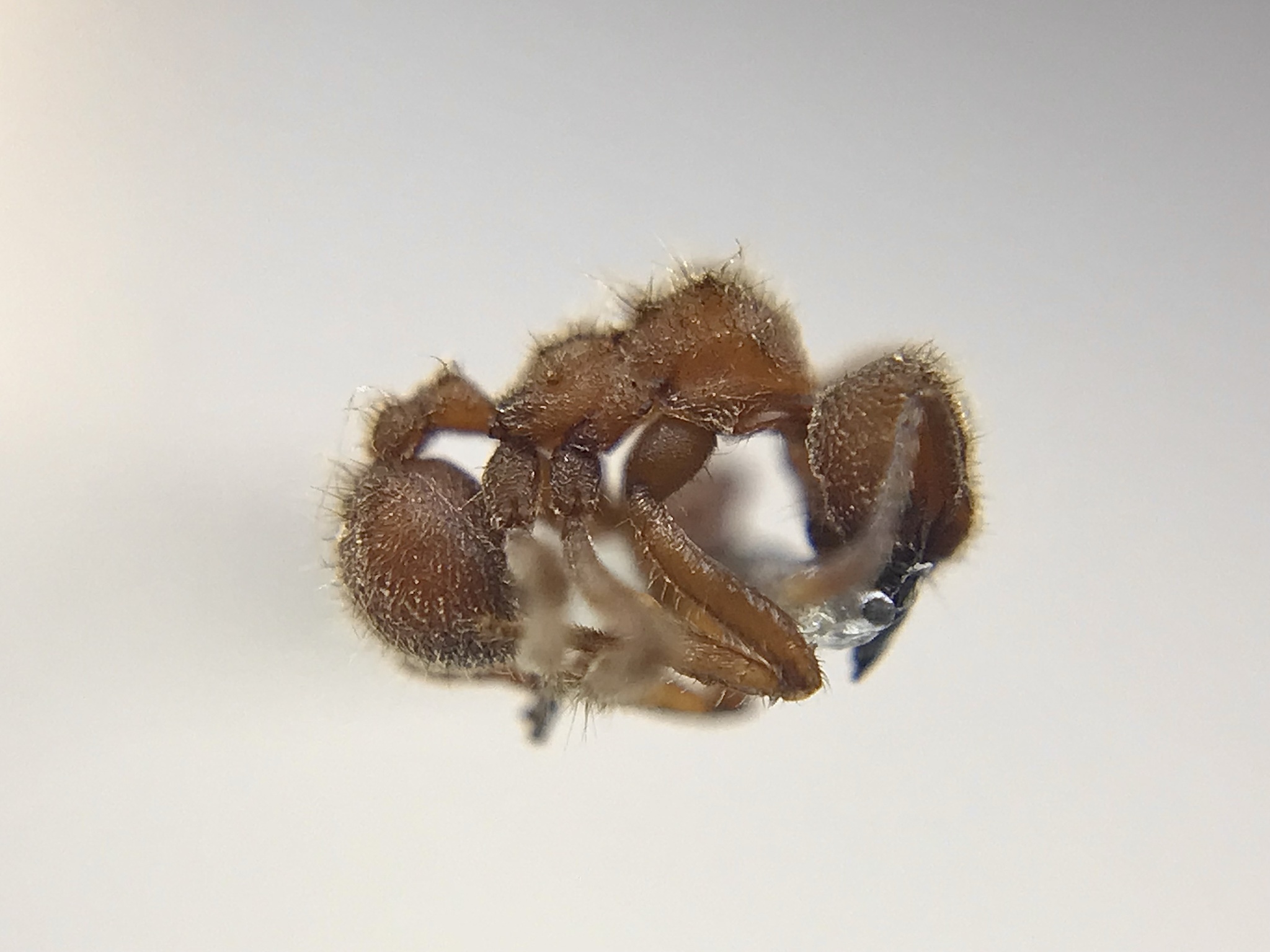 Sericomyrmex mayri