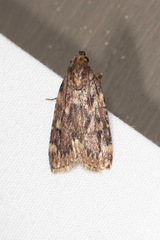 Aglossa
