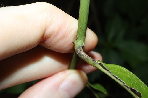 Image of Capparis sepiaria by (c) Thomas Mesaglio, some rights reserved (CC BY)