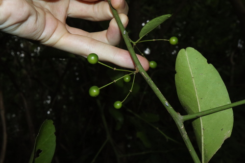 Image of Capparis sepiaria by (c) Thomas Mesaglio, some rights reserved (CC BY)