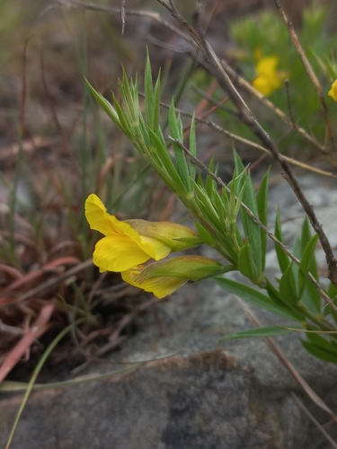 Image of Pearsonia aristata by (c) Brian du Preez, some rights reserved (CC BY-SA)