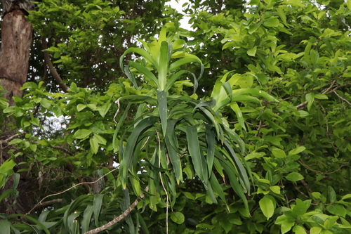 Dracaena angustifolia