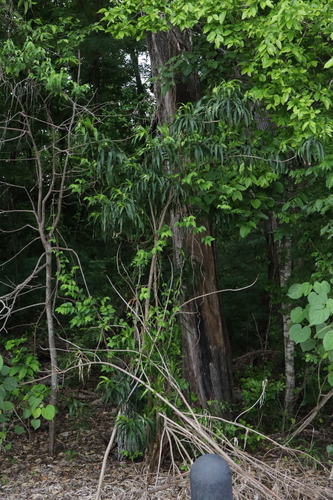 Dracaena angustifolia