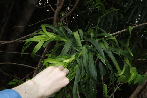 Dracaena angustifolia
