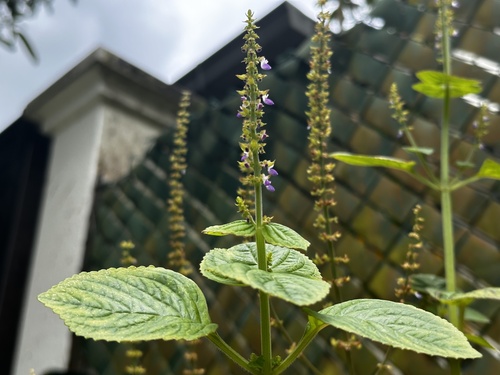Coleus monostachyus, photograph 5