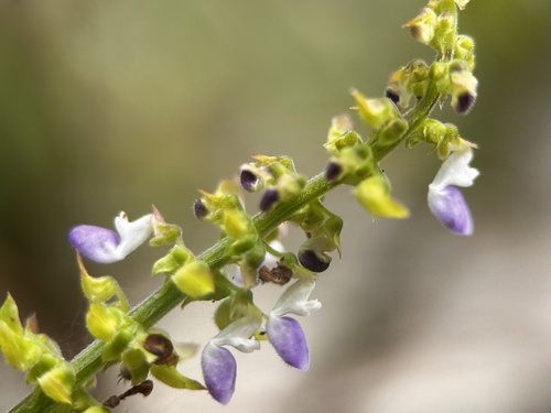 Coleus monostachyus, photograph 6