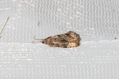 Gymnandrosoma punctidiscanum