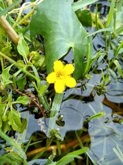 Nymphoides fallax