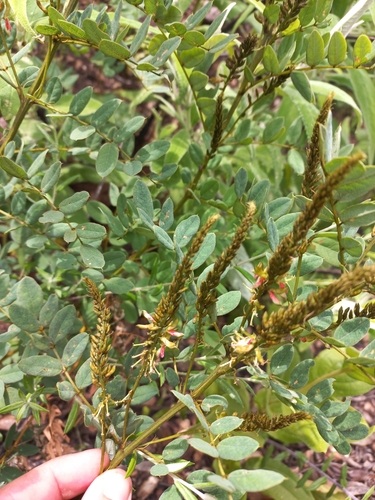 Image of Indigofera swaziensis by (c) Brian du Preez, some rights reserved (CC BY-SA)