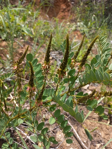 Image of Indigofera swaziensis by (c) Brian du Preez, some rights reserved (CC BY-SA)