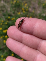 Lepturobosca nigrolineata