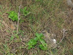 Eupatorium hualienense