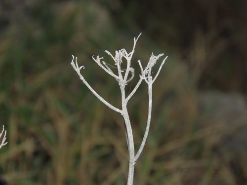 Eupatorium hualienense, photograph 2