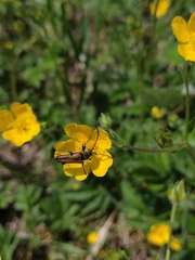 Lepturobosca nigrolineata