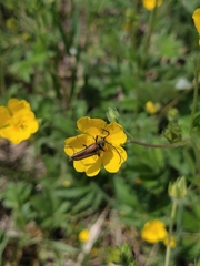 Lepturobosca nigrolineata