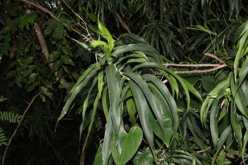 Image of Dracaena angustifolia by (c) Thomas Mesaglio, some rights reserved (CC BY)