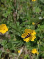 Lepturobosca nigrolineata