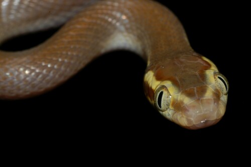 Brown House Snake, Boaedon mentalis