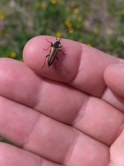 Lepturobosca nigrolineata