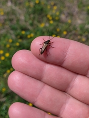 Lepturobosca nigrolineata