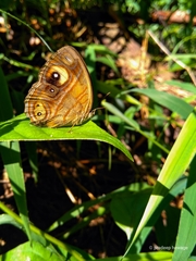 Mycalesis patnia
