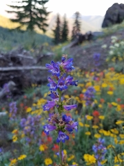 Penstemon rydbergii