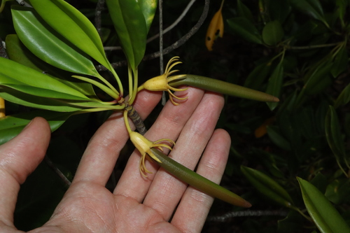 Image of rib-fruited orange mangrove by (c) Thomas Mesaglio, some rights reserved (CC BY)
