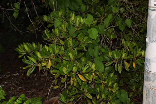 Image of rib-fruited orange mangrove by (c) Thomas Mesaglio, some rights reserved (CC BY)