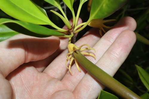 Image of Bruguiera exaristata by (c) Thomas Mesaglio, some rights reserved (CC BY)
