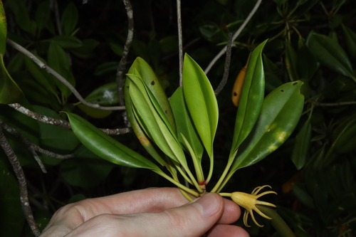 Image of Bruguiera exaristata by (c) Thomas Mesaglio, some rights reserved (CC BY)