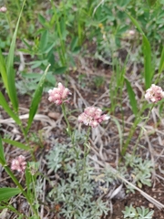 Antennaria rosea
