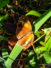 Mycalesis patnia