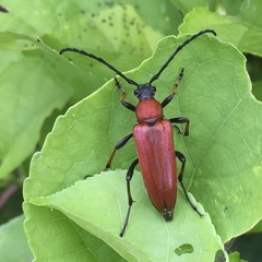 Stictoleptura dichroa