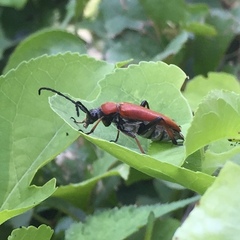 Stictoleptura dichroa