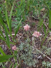 Antennaria rosea
