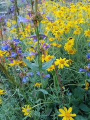 Penstemon rydbergii
