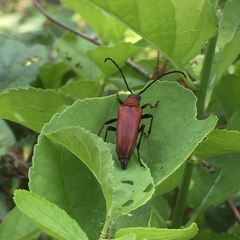 Stictoleptura dichroa