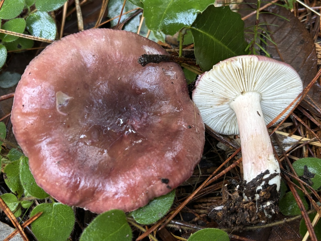Russula salishensis