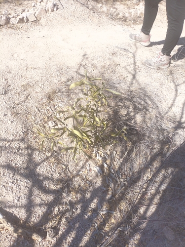Image of Esenbeckia flava by no rights reserved