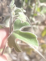 Passiflora pentaschista