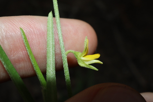 Image of Crotalaria montana by (c) Thomas Mesaglio, some rights reserved (CC BY)