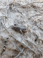 Microbatrachella capensis