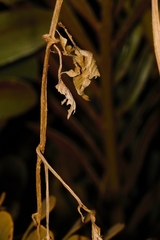 Phyllocrania paradoxa