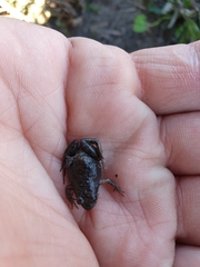 Microbatrachella capensis